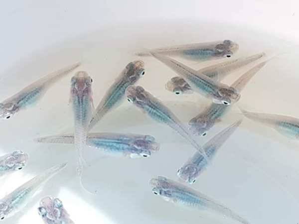 Porträt „Medaka „Shinkai oder deep&nbsp;sea“