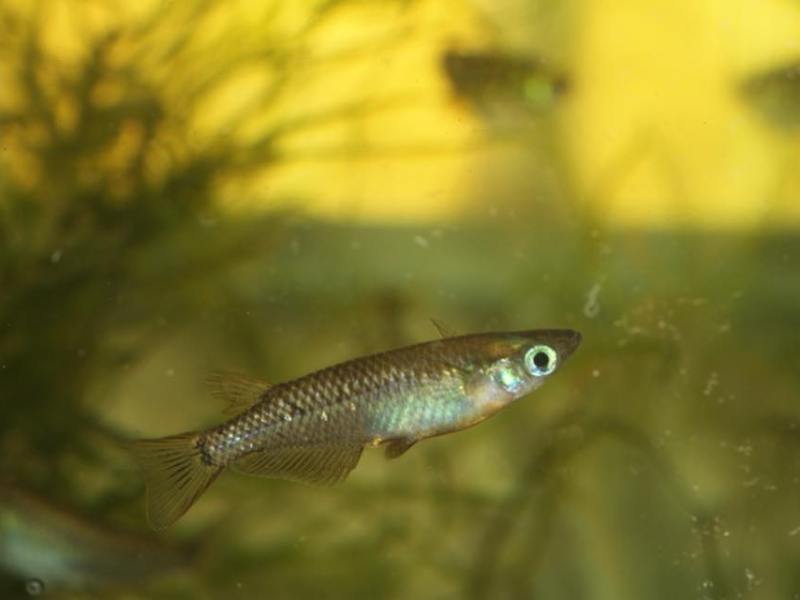 (Portrait) Oryzias sakaizumii