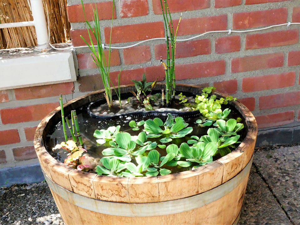 Projekt Medaka Mini Teich im Weinfass Online Magazin "Medaka inside