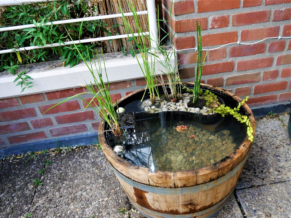 Medaka Miniteich Online Magazin "Medaka inside international"