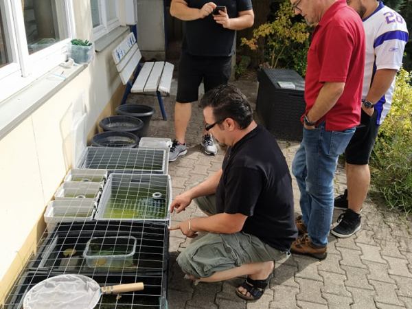 Rückblick auf das erste Medaka Treffen im&nbsp;Schwarzwald